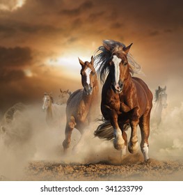 Two wild chestnut horses running together in dust, front view
