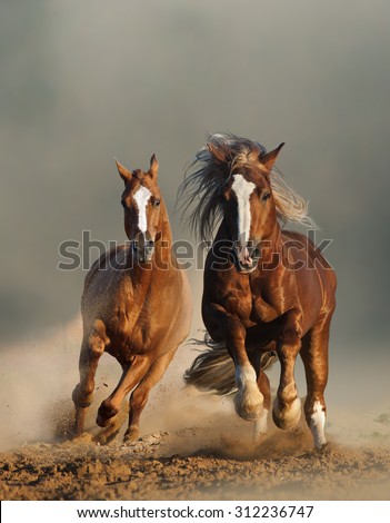 Two wild chestnut horses running together in dust, front view