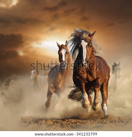 Two wild chestnut horses running together in dust, front view

