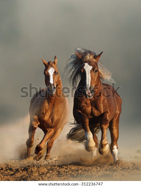 Two Wild Chestnut Horses Running Together Stock Photo (Edit Now) 312236747