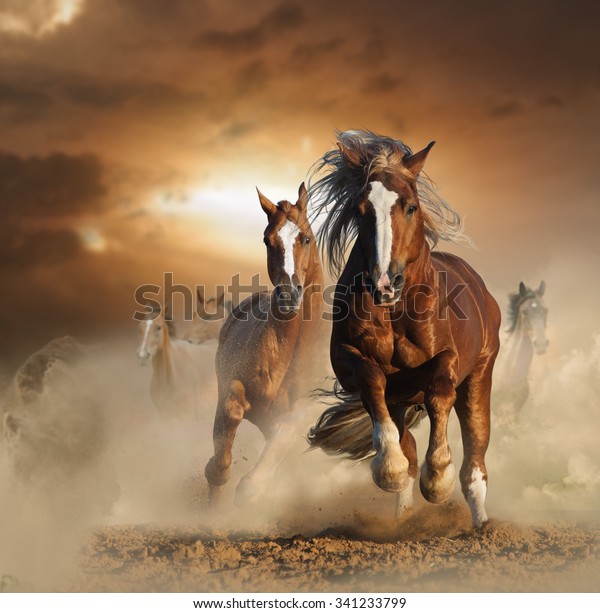 二頭の野生の栗の馬が砂ぼこりの中を走り 正面から見ると の写真素材 今すぐ編集