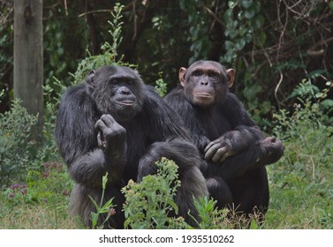 Two Wild Chimpanzees Sitting Together In The Chimp Sanctuary Of The Ol Pejeta Conservancy, Kenya