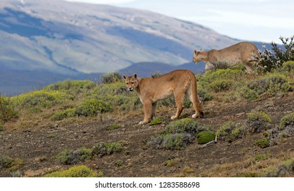 Two Wild Cougars (Puma Concolor Concolor) In Torres Del Paine National Park In Chile.