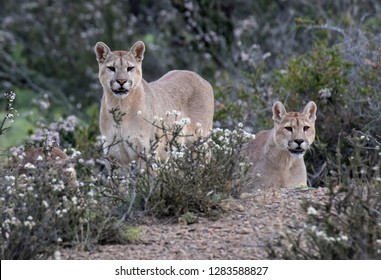 Two Wild Cougars (Puma Concolor Concolor) In Torres Del Paine National Park In Chile.