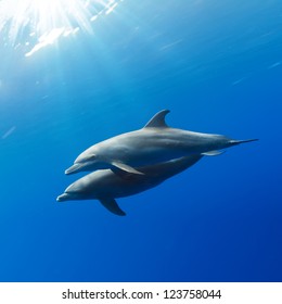 Two Wild Dolphins Playing In Sunrays Underwater In Blue