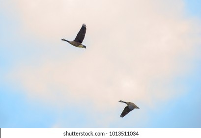 Two Wild Ducks Flying