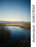 Two wild geese float on a still pond in a peaceful countryside wetland. Surrounded by reeds and distant hills under a soft morning sky. Calm and natural atmosphere.