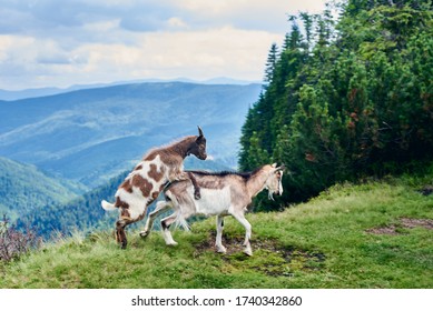 Two Wild Goats In Nature Environment While Mating On Top Of A Mountain. On The Background A Beautiful Landscape Of A Valley Of Mountains And Green Forests Under A Cloudy Sky.