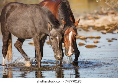 Two Wild Horses Eating Eel Grass On The Salt River