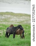 two wild horses in grass on sand dune of sable island grooming each other marram grass on   sand with sand dune in background vertical format room for type wild horses on nova scotia national park  