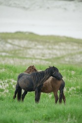 Two Wild Horses In Grass On Sand Dune Of Sable Island Grooming Each Other Marram Grass On   Sand With Sand Dune In Background Vertical Format Room For Type Wild Horses On Nova Scotia National Park  