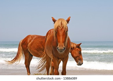 Two Wild Horses On A Beach By The Ocean