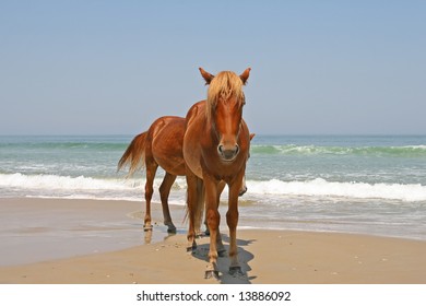 Two Wild Horses On The Beach Near The Ocean