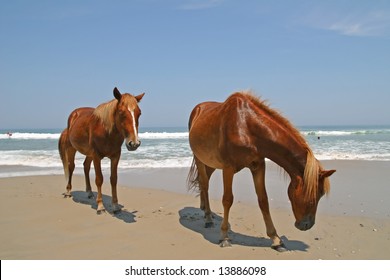 Two Wild Horses On The Beach By The Ocean