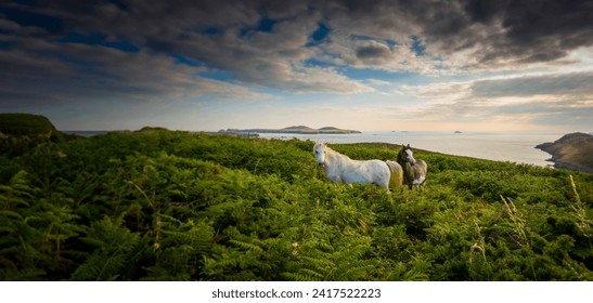 two wild horses and sunset - England - Powered by Shutterstock