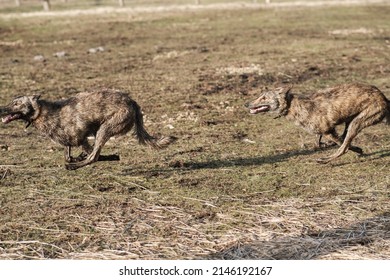 are hyenas dogs