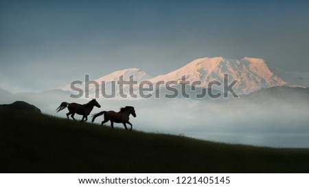 Two wild Kaimanawa horses running in the mountain ranges with Mount Ruapehu in the distance, Central Plateau, New Zealand