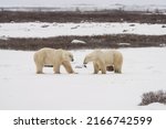 Two wild male polar bears sizing each other up while sparring or play fighting on the snowy tundra in Churchill, Manitoba, Canada in fall