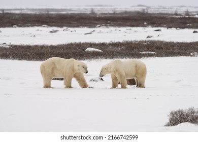Two wild male polar bears sizing each other up while sparring or play fighting on the snowy tundra in Churchill, Manitoba, Canada in fall - Shutterstock ID 2166742599
