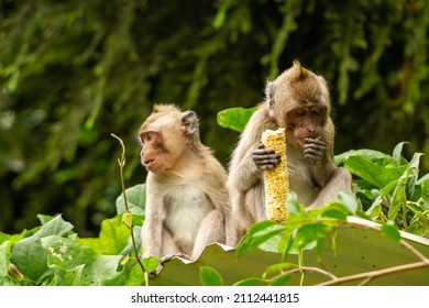 Two Wild Monkeys That Came Out Of Their Habitat From The Mountainside Due To The Eruption, Are Looking For Food In The Park Area Used By Humans