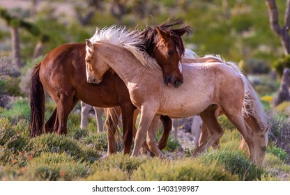 Two Wild Mustang Horses Biting And Playing