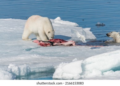 Two Wild Polar Bears Eating Killed Stock Photo 2166153083 | Shutterstock