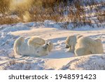 Two wild polar bears (Ursus maritimus) interacting playfully, as one watches the other rolling in the snow in golden morning light, in the willows of Churchill, Manitoba, Canada.