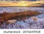 Two wild polar bears (Ursus maritimus) about to meet each other at sunrise, in their natural habitat with willow shrubs and a snowy tundra landscape, near Churchill, Manitoba, Canada.