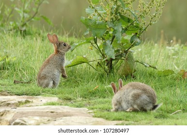 Two Wild Rabbits Eating On A Grass Embankment