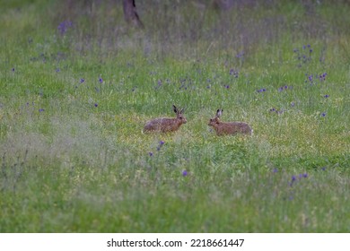 Two Wild Rabbits (Oryctolagus Cuniculus) Next To Each Other In A Long Grass Field On Flower. Photo Taken In Dubbo, New South Wales, Australia.