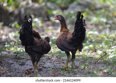 Two Wild Roosters Foraging For Food In South Florida.