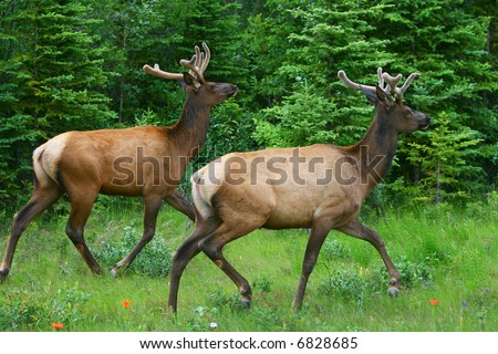 Two wild running deers - banff national park