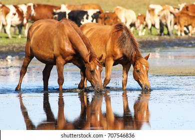 Two Wild Sorrel Horses Drinking Water