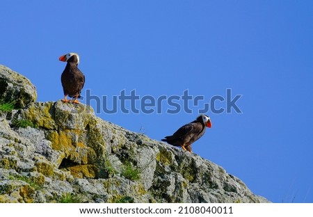 Two wild Tufted Puffins on cliff in Prince William Sound in Alaska
