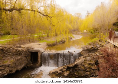 Two willow trees growing along a creek and a pathway in Edwards Gardens. - Powered by Shutterstock