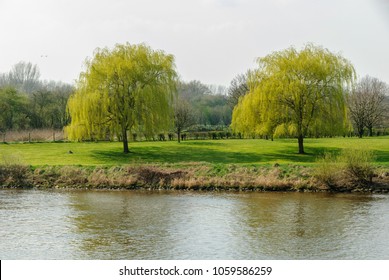 Two willow trees on the banks of the river Weser in Nienburg
