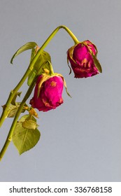 Two wilted roses against a grey blue background. Copyspace, closeup, selective focus, vertical