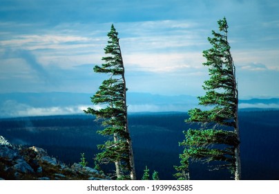Two wind-directed conifers in the mountains, USA