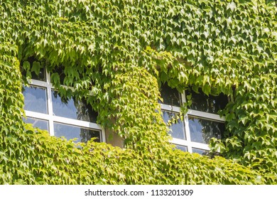 Two windows surrounded by green ivy