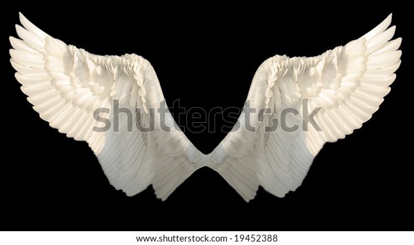 Two Wings Isolated Stock Photo 19452388 | Shutterstock