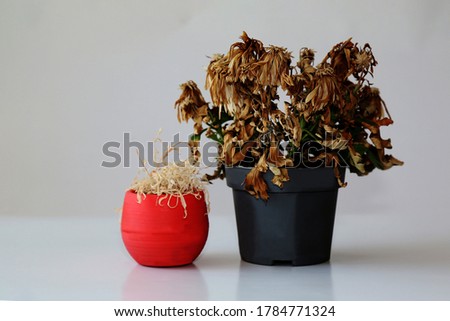 Two withered flowers in vases. Indoor plants wilted in pots . Dried flowers on a gray background.