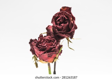 Two withered roses  isolated on white background.