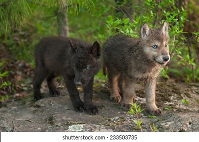 Two Wolf (Canis lupus) Pups Stand on Rock - captive animals