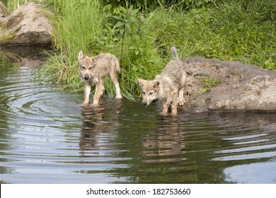 Two Wolf Pups Playing In The Water