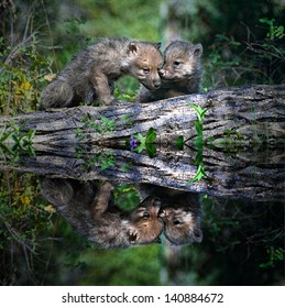 Two wolf pups at the water edge