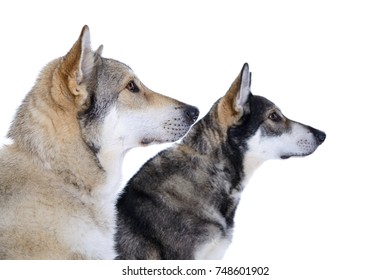 Marxdorfer Wolfshund Bilder Stockfotos Und Vektorgrafiken Shutterstock