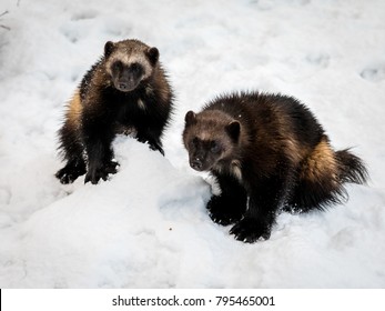 Two Wolverines, Gulo Gulo, With Snow And White Background