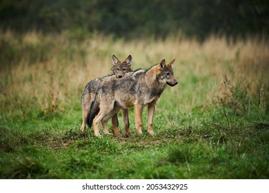 Two wolves - Canis lupus hidden in a meadow. Wildlife scene from Poland nature. Dangerous animal in nature forest and meadow habitat. Gray wolf in the morning light. Family.