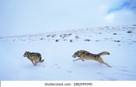 Two Wolves Compete By Running On A Snowy Road