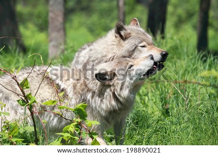 Similar – Wolves in nature Nature